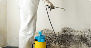Mould Cleaning and Removal